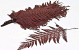 Fern Red 20pcs 40cm 