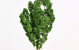 Ming Fern Groen 40cm