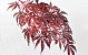 Érable Palmé 70cm Rouge