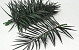 Phoenix Palm Blatt 60cm