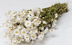 Bouquet Rhodante Blanc 40cm