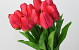 Tulp Red 60cm