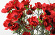 Coquelicot Rouge 80cm