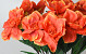 Artificial Magnolia XL Orange 70cm