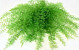 Air Fern Lentegroen 15cm 5-Pack