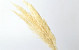 Pampas grass 70cm Bleached 10pcs