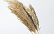 Pampas grass 70cm 10pcs 