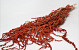 Fuchsschwanz Rot 60cm