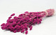 Bouquet Phalaris Fuchsia 70cm