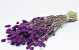 Bouquet Phalaris Violet 70cm 