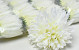 Chrysanthème Crème Artificielle D12cm