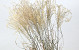 Miscanthus 90cm