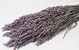 Avena Purple 70cm