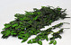 Holly Oak Green 90cm 1Kg.