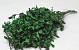 Pittosporum 100gr. 45cm