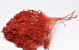 Bouquet Broom Bloom Rouge 50cm