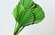 Palm Spear ronde Vert 40-55cm 