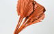 Palm Spear ronde Orange 40-55cm 