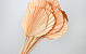 Palm Spear ronde Pêche Pastel 40-55cm 