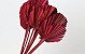 Palm Spear ronde Rouge 40-55cm 