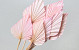 Palm Spear Pastel Pink 40-55cm 