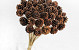 Pine Cone on 50cm stem