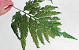 Shield Fern L40cm 10pcs