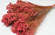 Broom Bloom Soft Pink 50cm