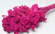 Achillea Fuchsia 70cm