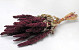 Amaranthus Red 50cm