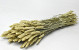 Bouquet Triticum (Blé) 70cm