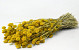 Bouquet Phalaris Jaune 70cm