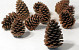 Maritima Pine Cone 25pcs