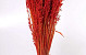 Haver Helder Rood 70cm