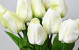 Tulipe Crème 60cm