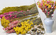 DIY Dried Flower Bouquet Yellow/Pink XL