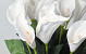 Artificial Calla White 65cm 