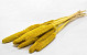 Babala Jaune 10pcs 70cm 