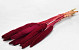 Babala Bordeaux 10St. 70cm 