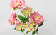 Artificial Gerbera Pink 66cm