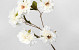 Artificial Carnation White 72cm