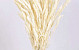 Setaria Bleached 65cm