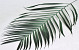 Areca Palmenblätter 60cm Grün