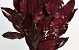 Magnolia Blad Rood 1kg