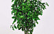 Pittosporum 100gr. 45cm