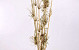 Bamboe stengel met blad 1m