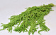 Amaranthus Caudatus Green 90cm