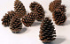 Maritima Pine Cone 25pcs