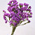 Statice Sinuata Lilac-Pink