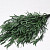 Eucalyptus Nicoly Vert 75cm